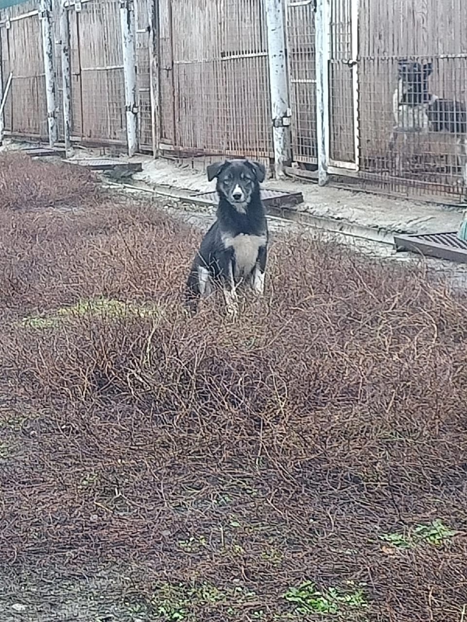 В Пензе на свободу не станут возвращать 5 агрессивных собак