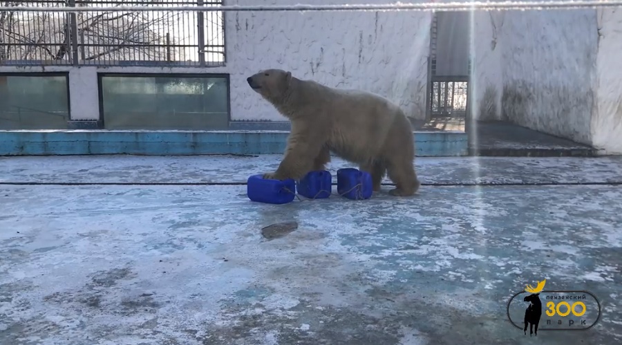 В пензенском зоопарке засняли белого медведя, который развлекается с новыми игрушками