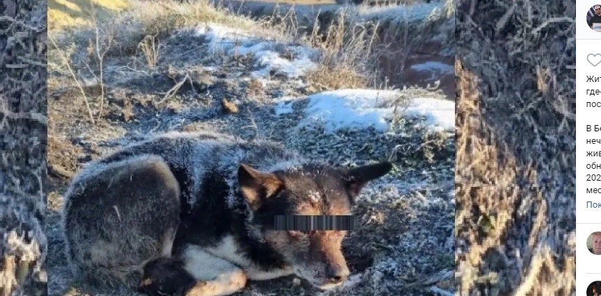 В Пензе ищут живодера, который жестоко пытал собаку