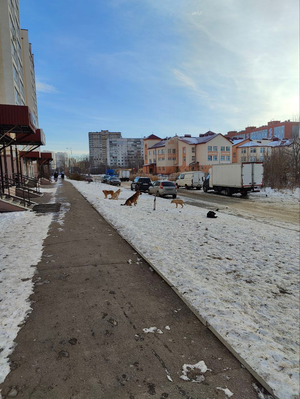 Жители Пензы пожаловались на стаи собак, атакующие людей