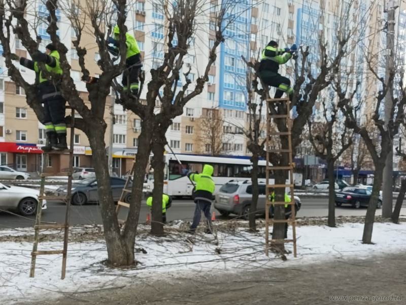 В Пензе ведутся работы по уходу за деревьями