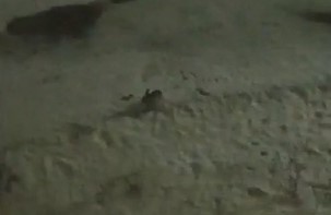 В Пензе на Западной поляне поселился заяц