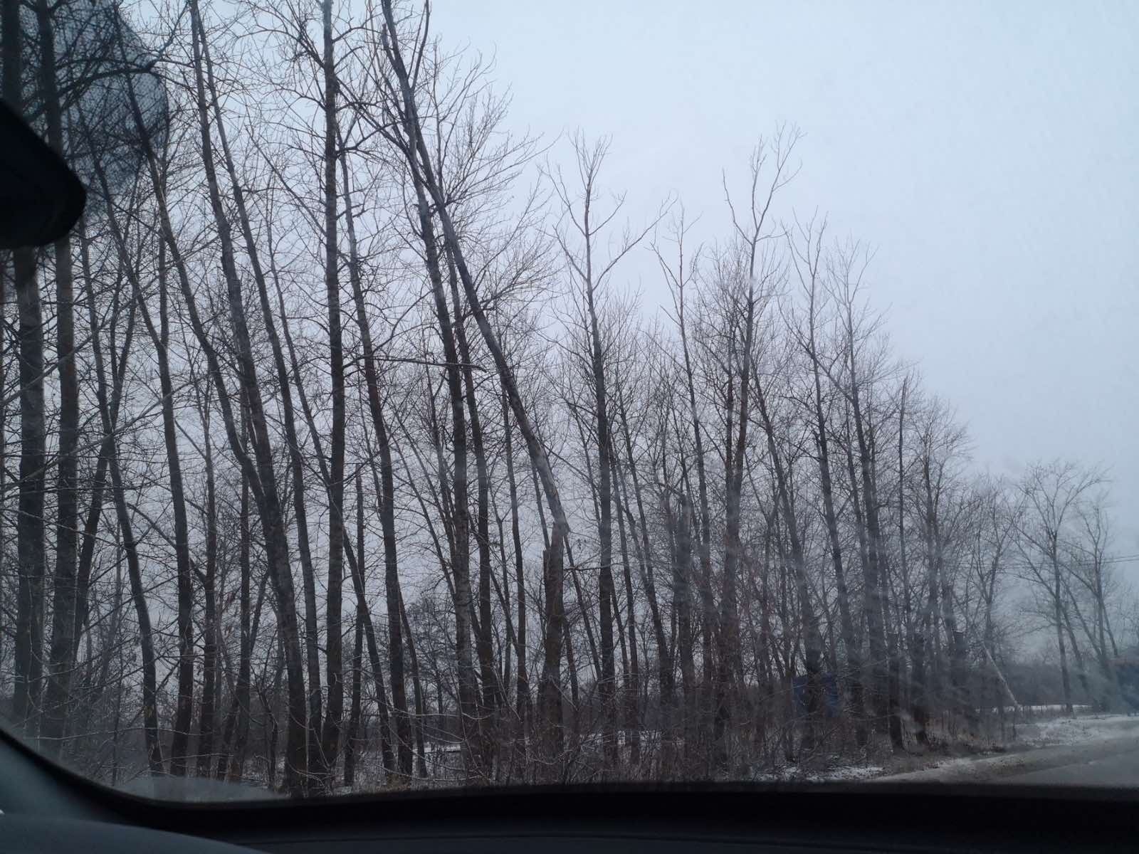 На Барковке опасные деревья уберут только в новом году