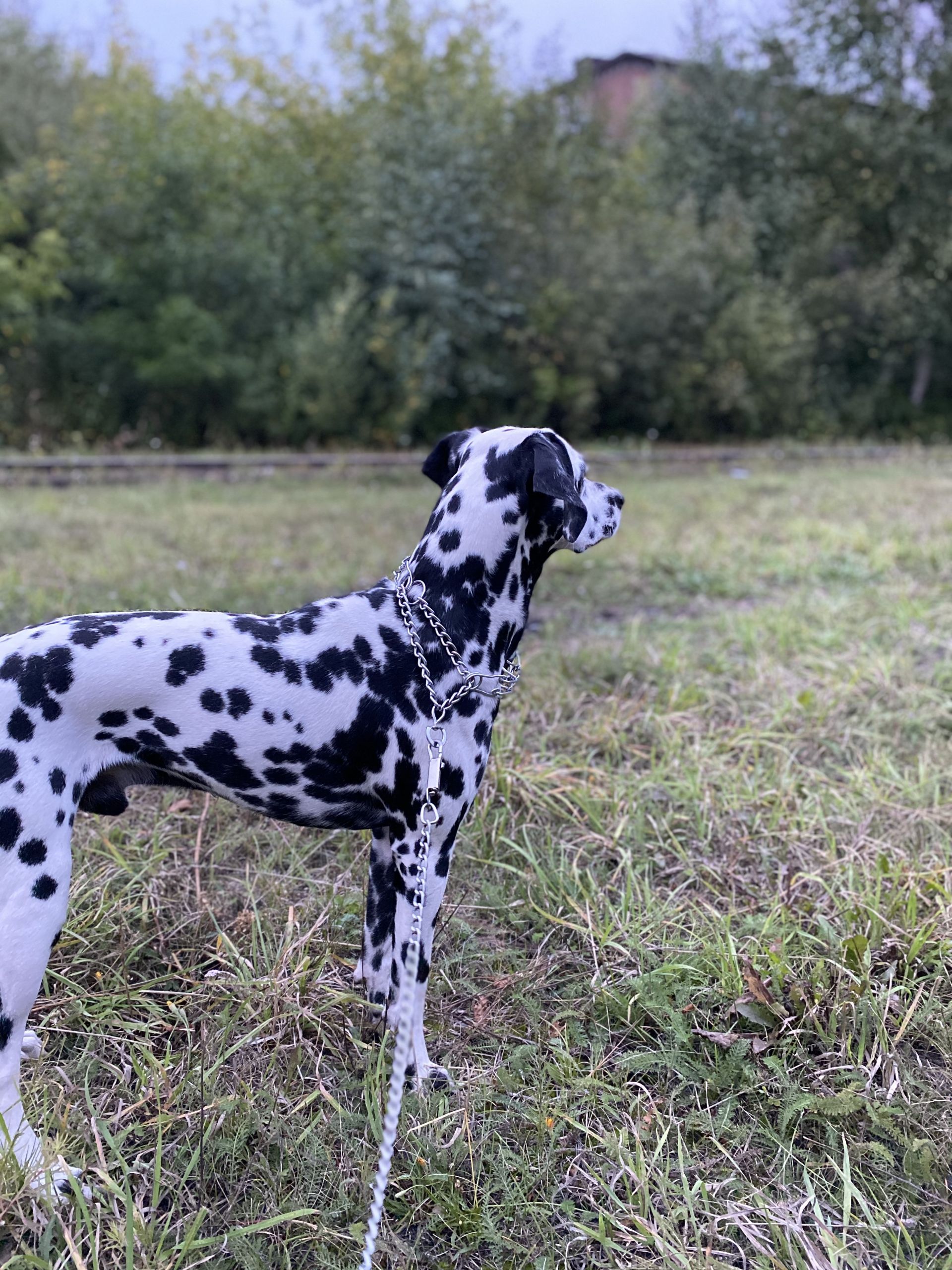 В 2022 году в Пензенской области прокуратура выявила более 60 фактов ненадлежащего обращения с животными