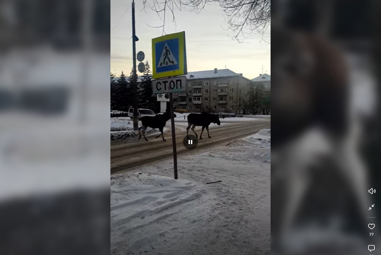 Лоси из Заречного переходят дорогу по пешеходному переходу