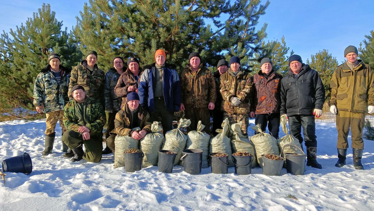 В Пензенской области идёт заготовка семян сосны