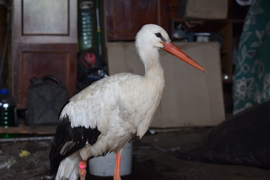 Ветеринара из Сердобска наградили за спасение аиста