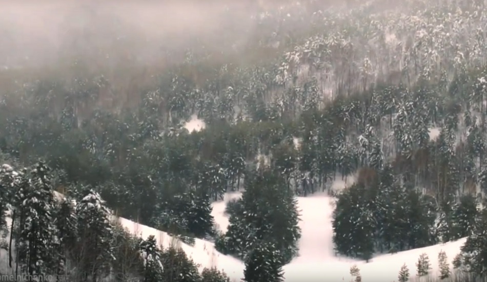 Олег Мельниченко рассказал, где в Пензенской области активнее всего восстанавливают леса