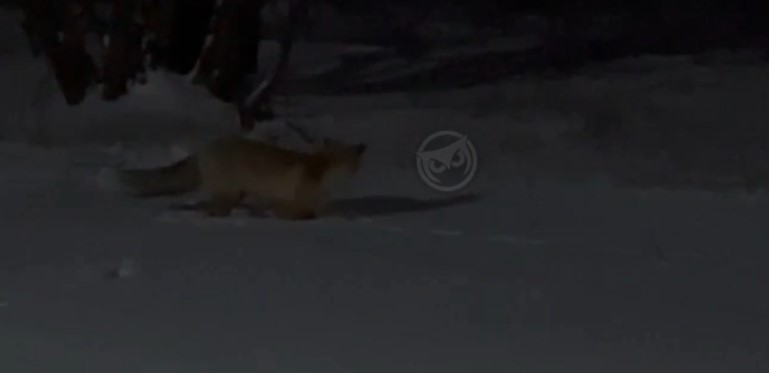 Зареченский автомобилист встретил в лесу опасного хищника