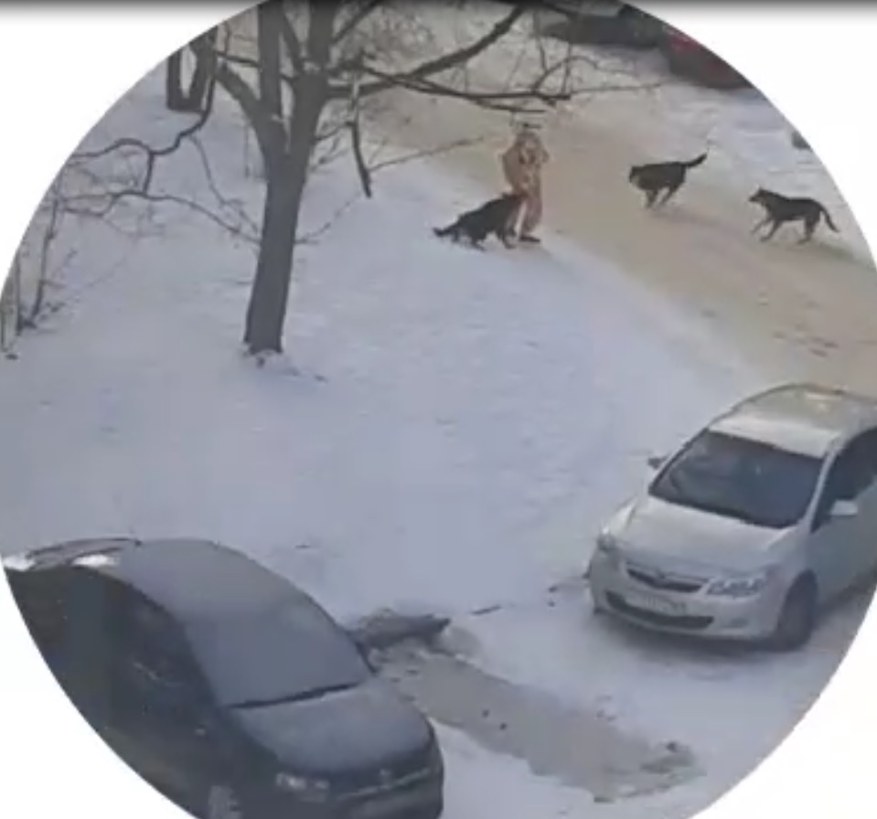 В Заречном стая бездомных собак напала на 10-летнюю девочку