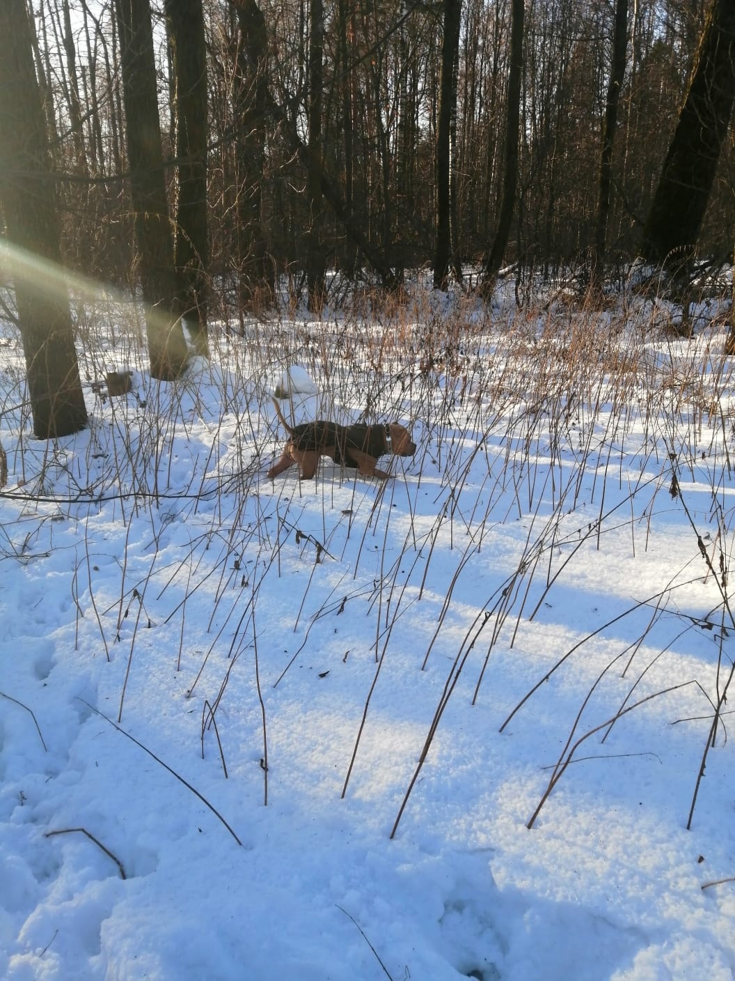 Жители Заречного рассказали об убийстве домашней собаки в городском парке