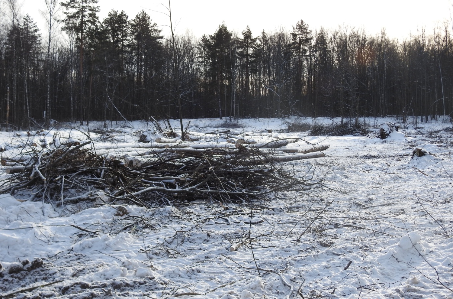 В Городищенском районе нарушены правила заготовки древесины