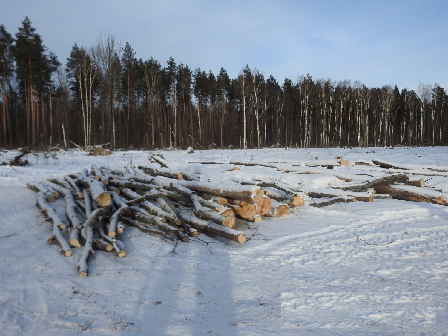 В Пензенской области за неделю зафиксировано 13 нарушений лесного законодательства