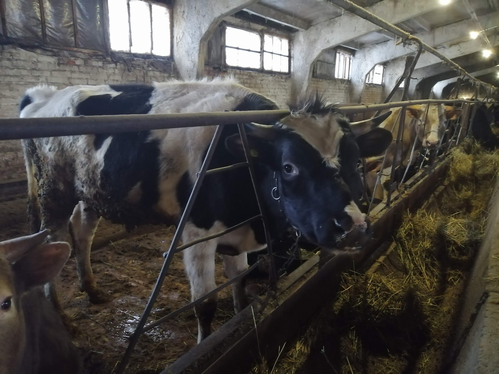 В январе 2023 года больше всего молока надоили животноводы из Сердобского района