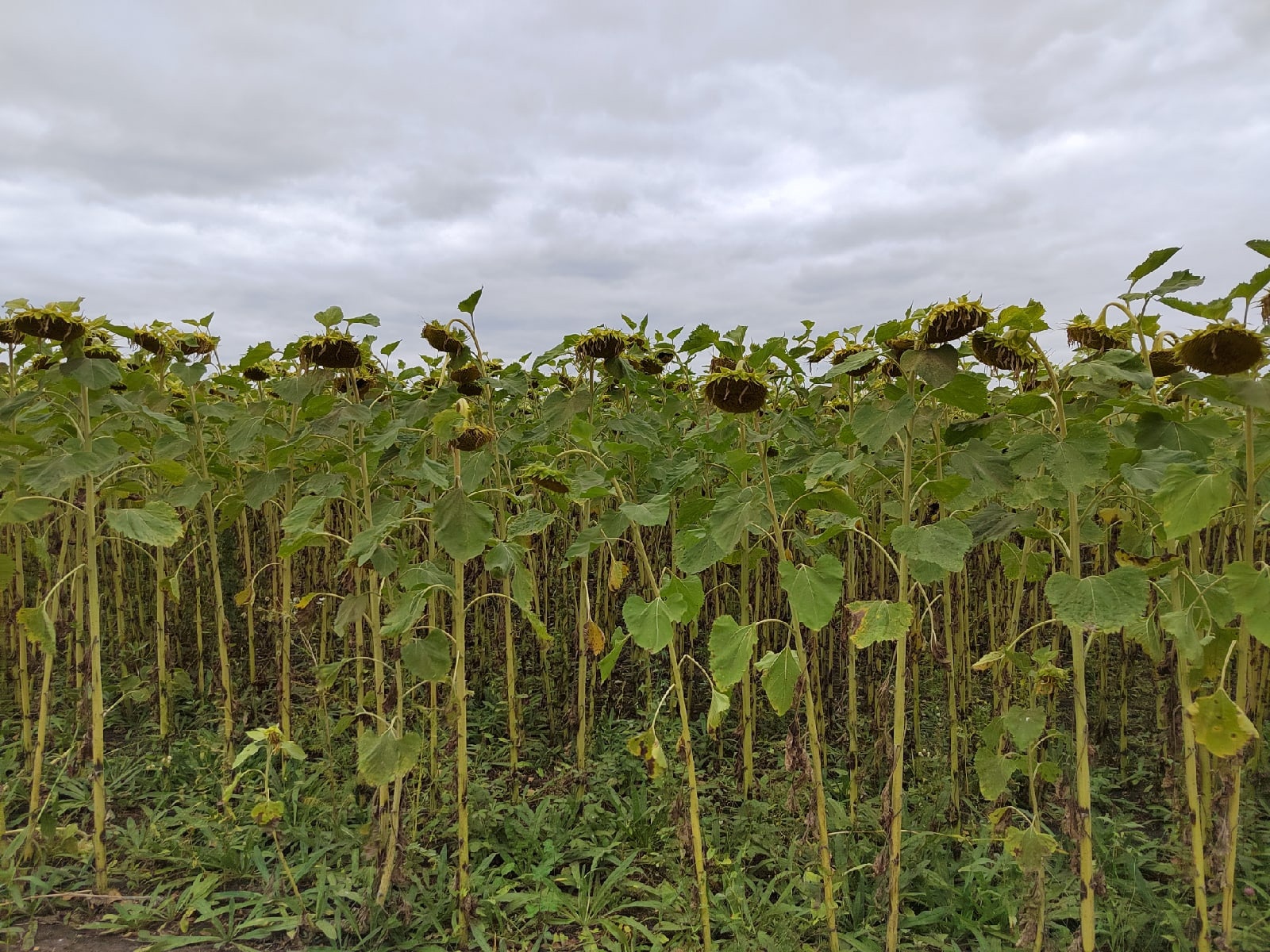 В Мокшанском районе у собственника могут отнять землю за разрастание сорняка