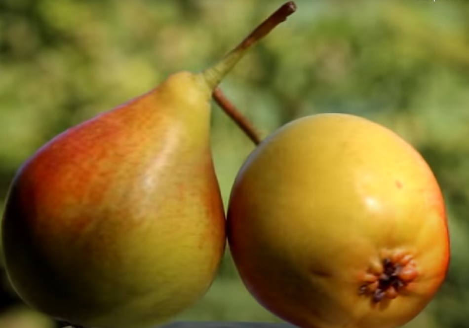 В Роспотребнадзоре рассказали, что нужно съесть, чтобы похудеть