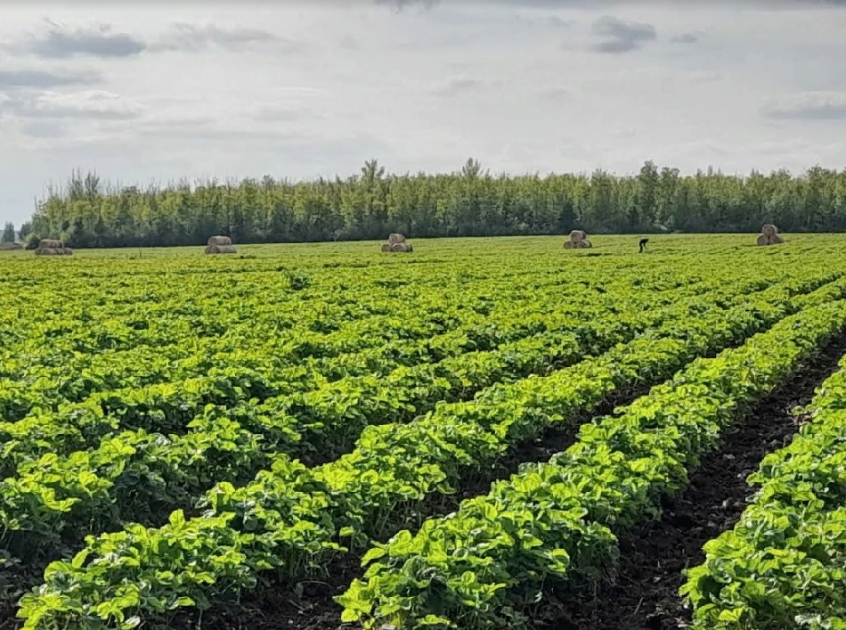 В 2023 году в Пензе установлен мораторий на повышение платы за увеличение площади земельных участков