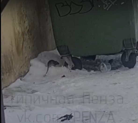 Пензенцы заметили огромную крысу, выбегающую из подвала ТЦ в пензенском Арбекове