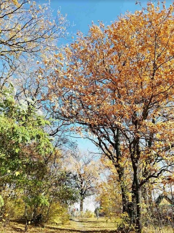 В Пензенской области восстановят еще один дендрарий