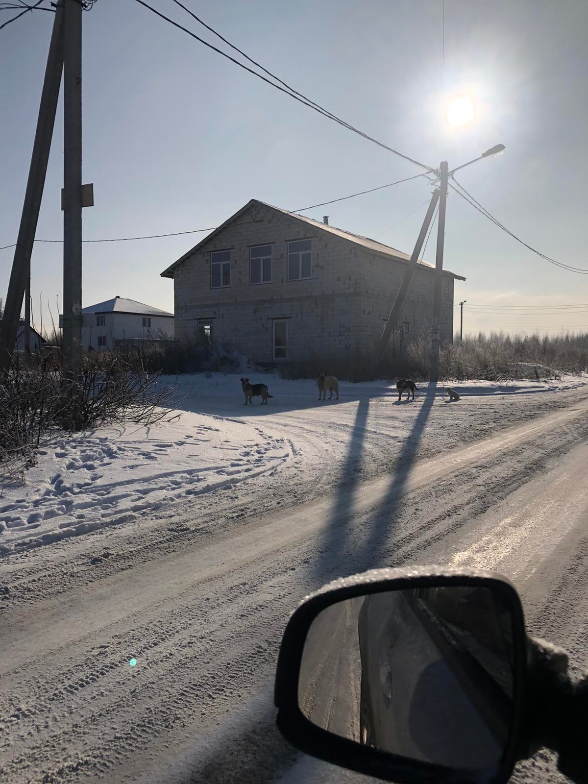 В Пензе работники МУПа не нашли пугающую горожан стаю собак