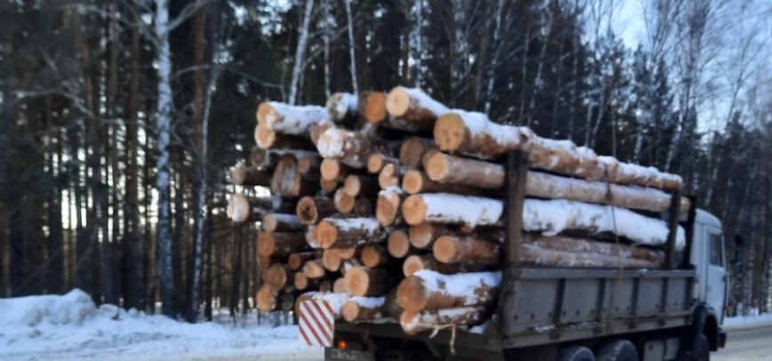 В Пензенской области пройдет рейд по выявлению «черных» лесорубов