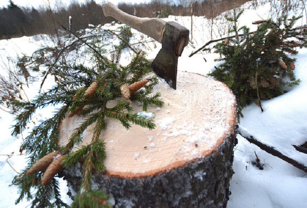 В Пензенской области дровосек ответит за срубленную сосну