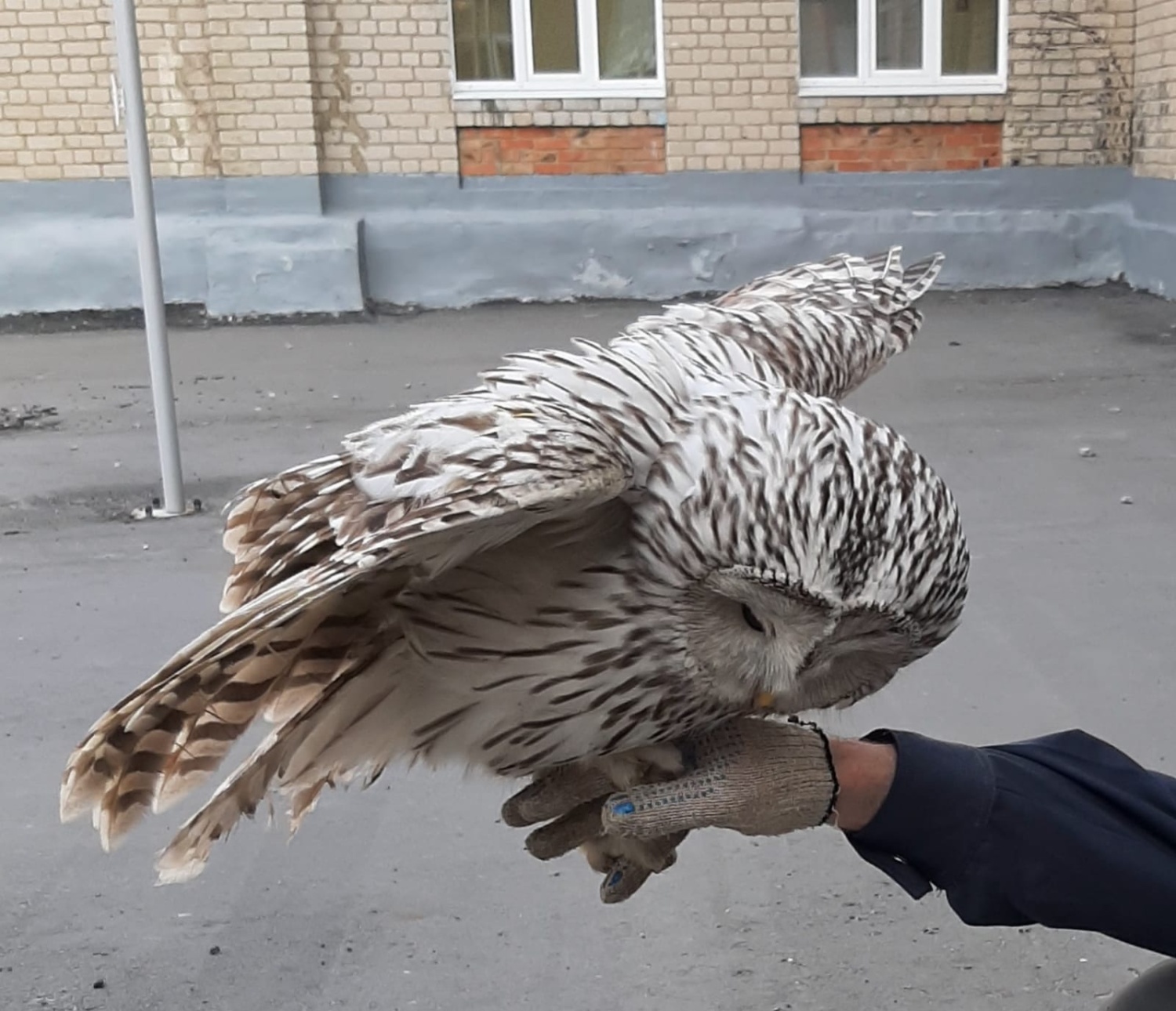 В Пензе работники лицея спасли редкую дикую птицу