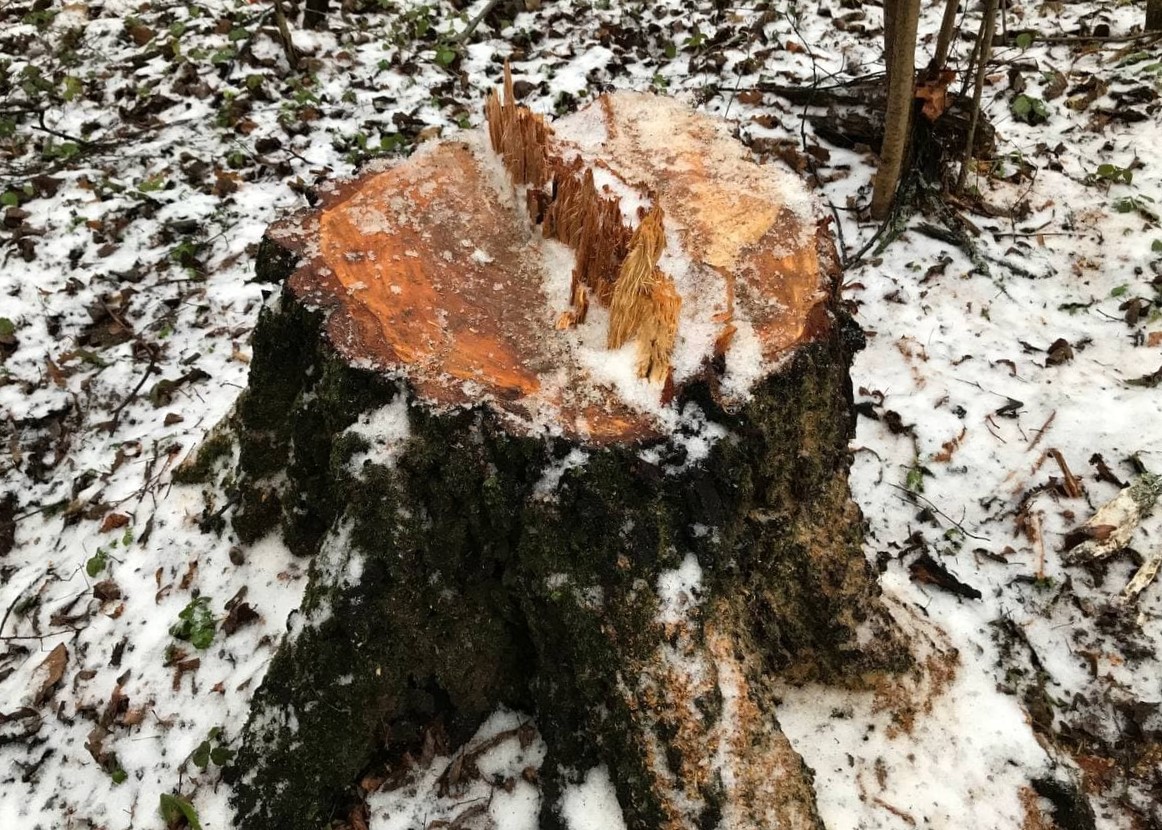 Жители Пензенской области продолжили нарушать лесное законодательство