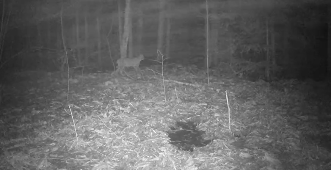 Осторожно: в Нижнеломовском районе обнаружили дикую рысь