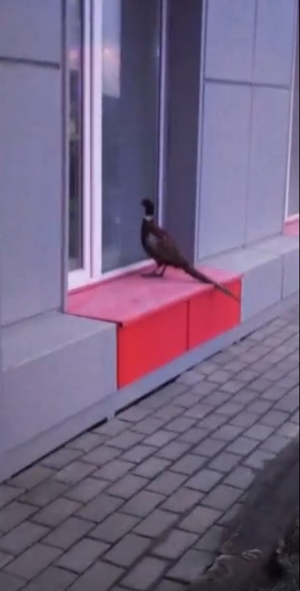 Мэр Кузнецка неожиданно встретился с фазаном