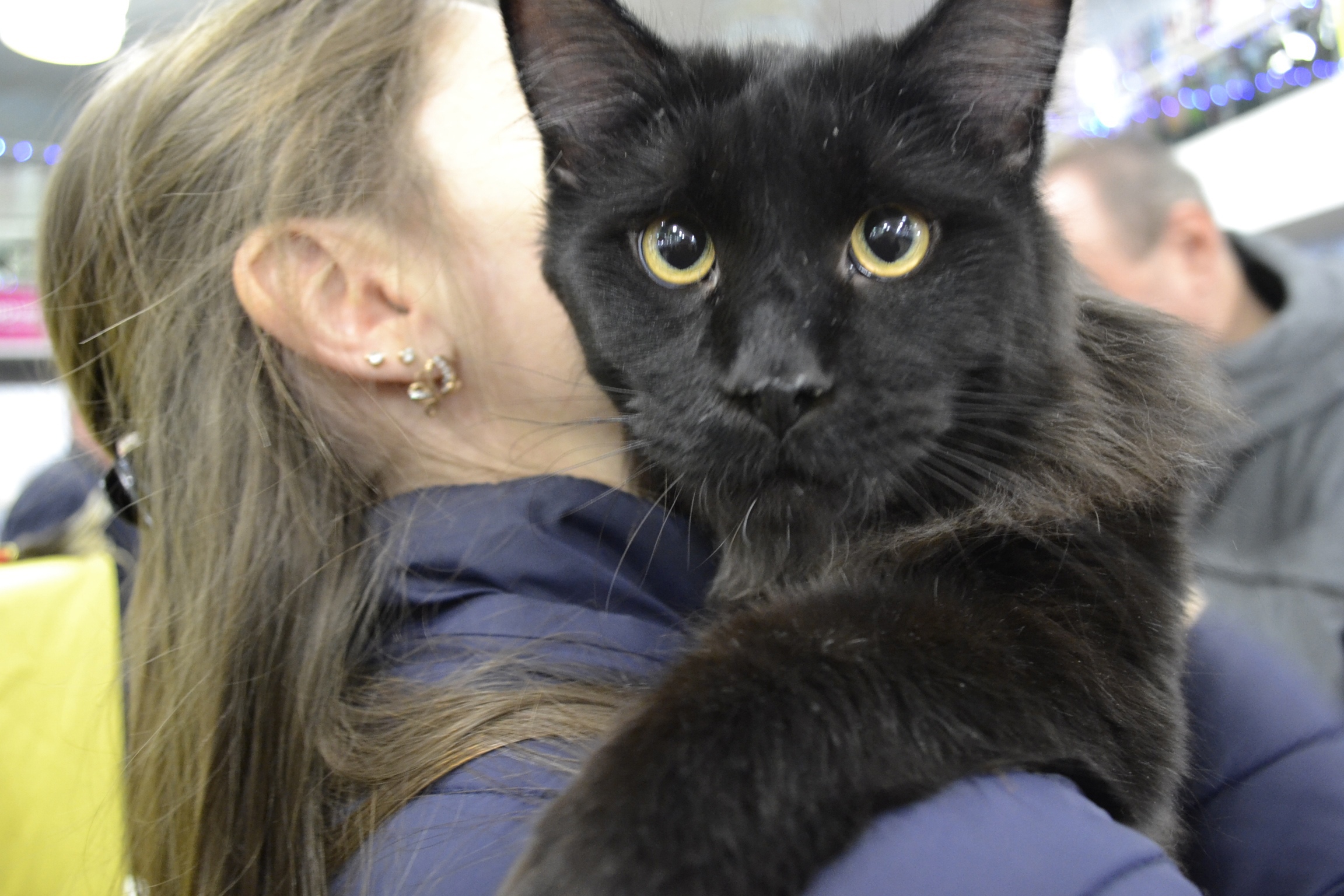 Специалисты подсчитали, в какую сумму пензенцам обойдется содержание домашней кошки