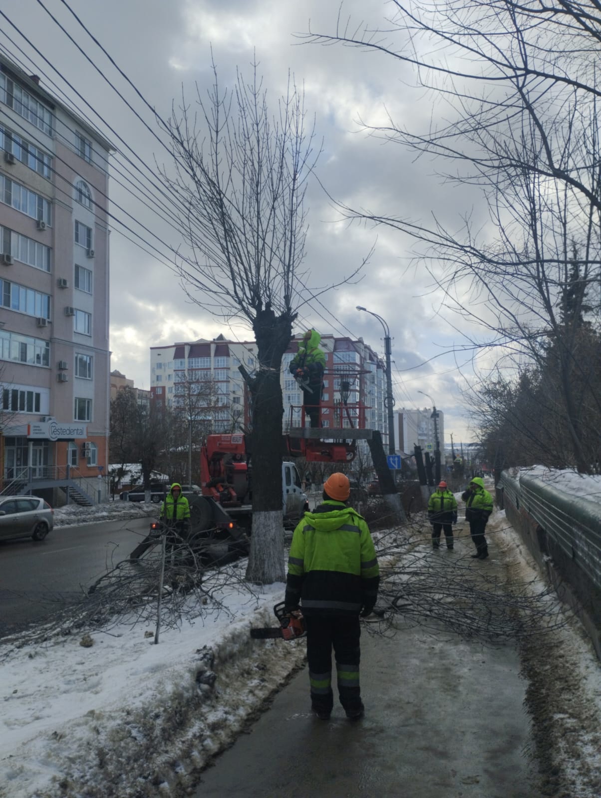 Пензенцев возмутили «уродцы», в которых превращают городские деревья