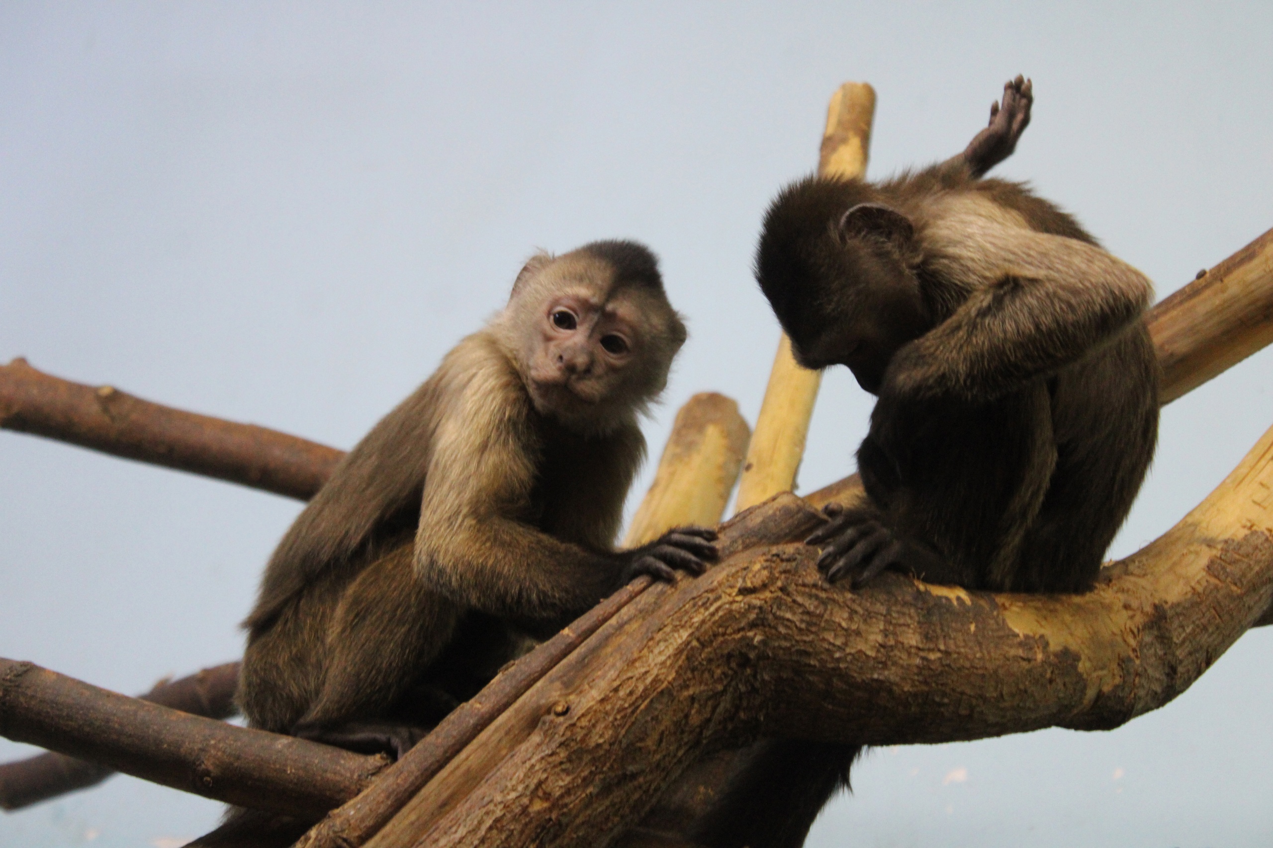 В пензенском МЧС не подтвердили информацию о хлопке в районе зоопарка