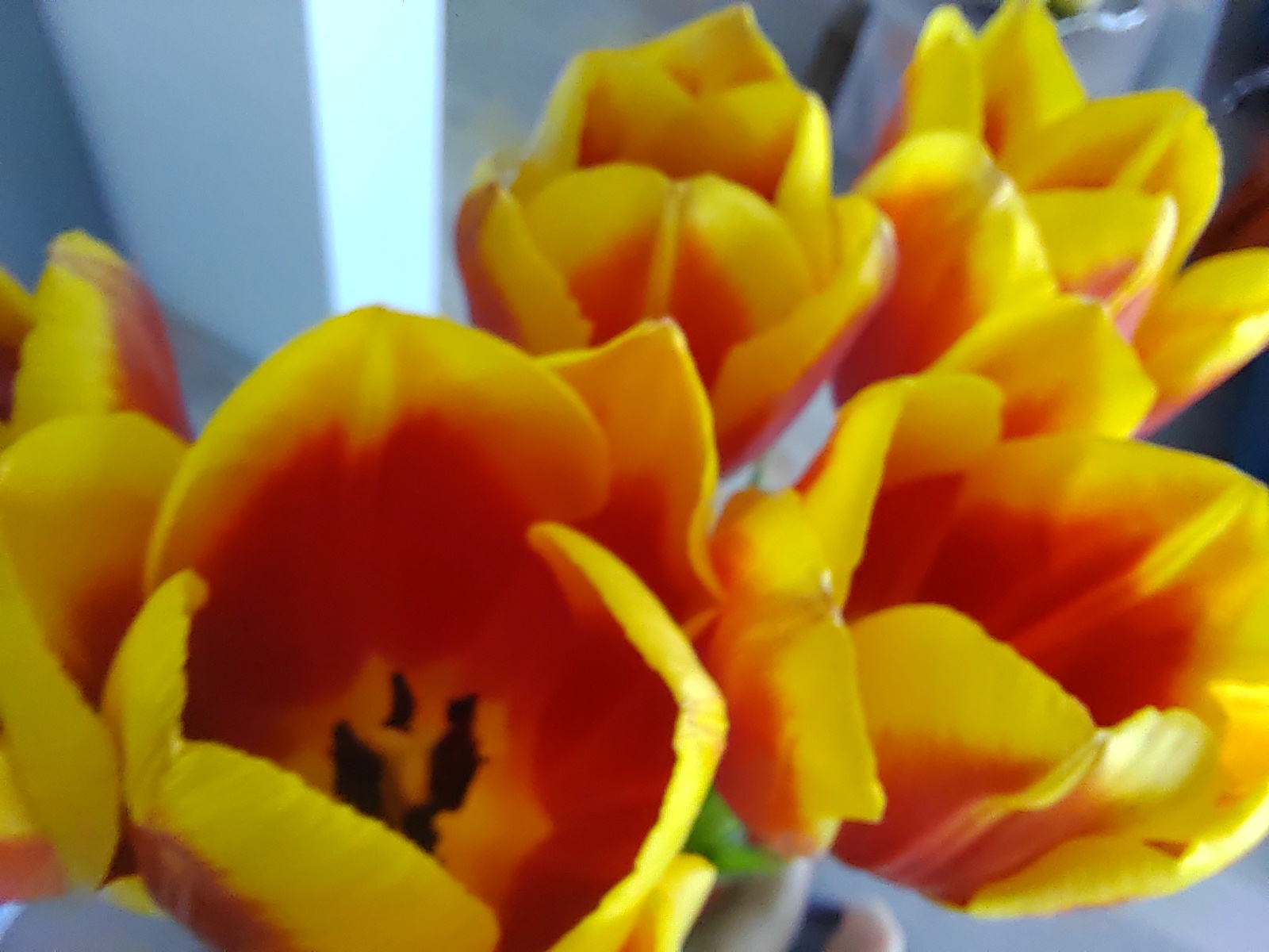 В пензенском Роспотребнадзоре рассказали, как правильно выбрать цветы к 8 марта