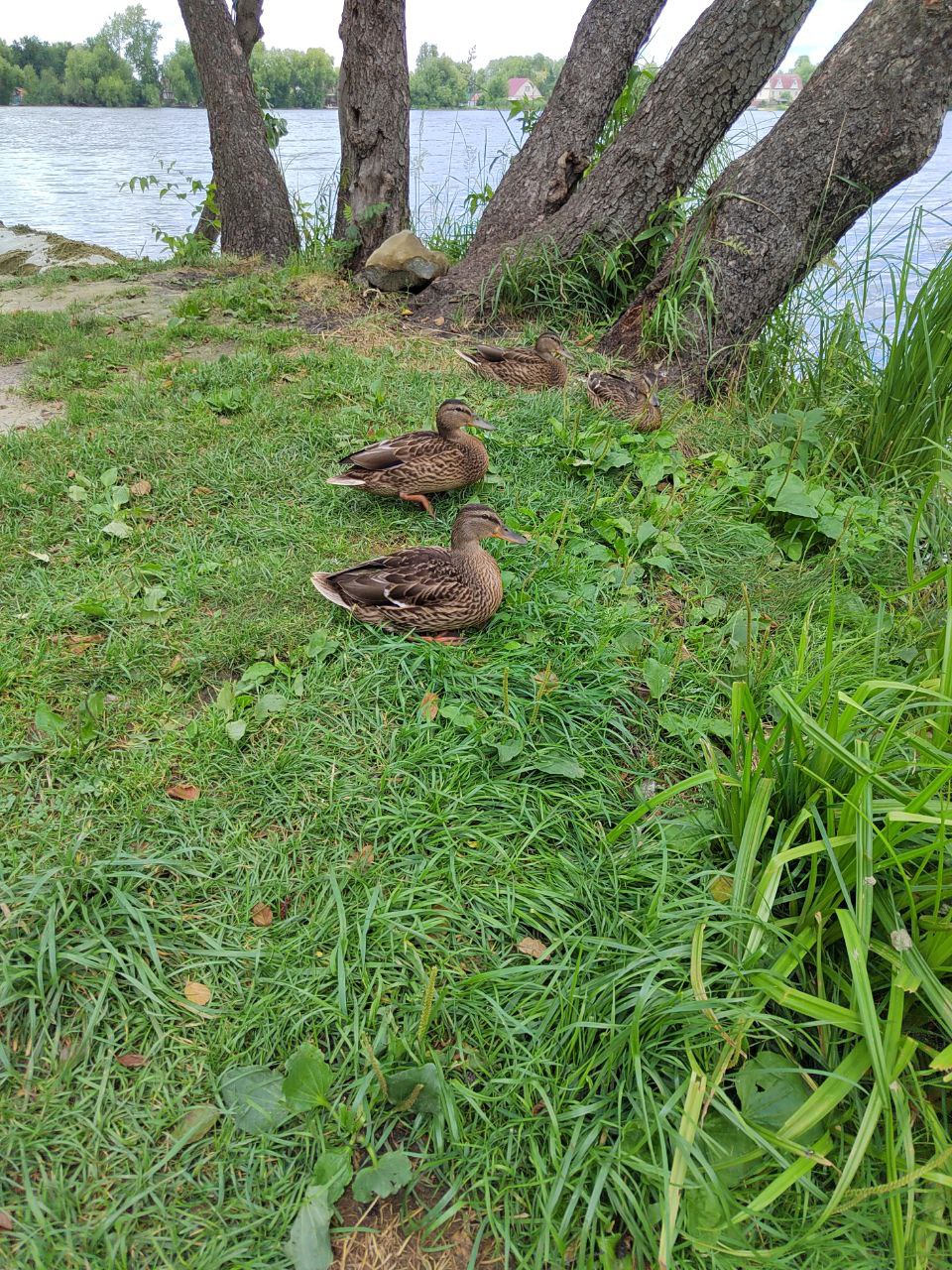 В России в 4 раза повысят штрафы за нарушения правил охоты