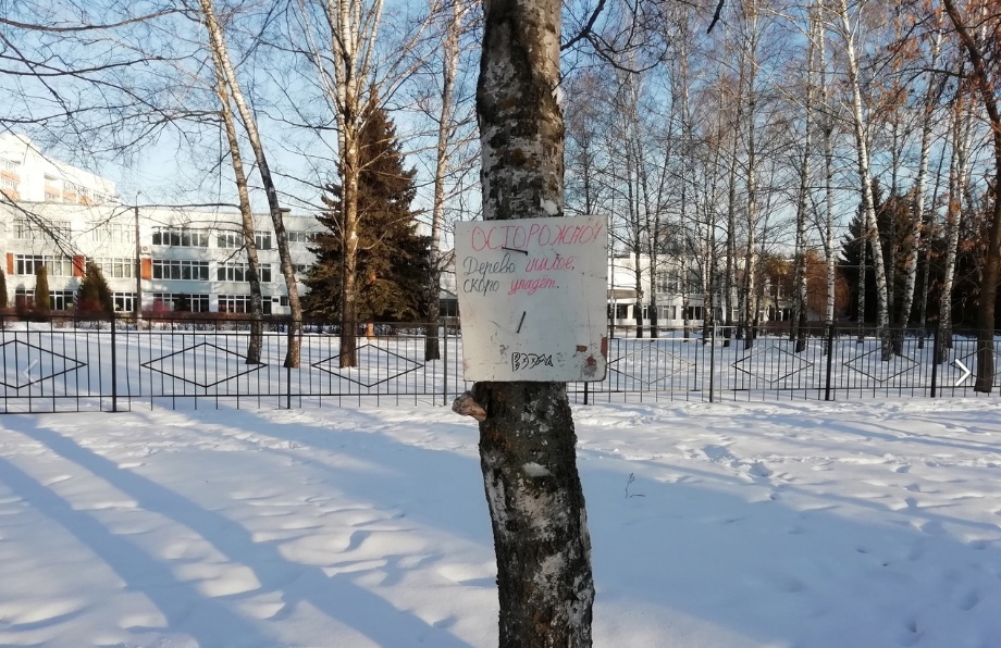 Пензенцев возмутило соседство опасного дерева и детей из школы №57