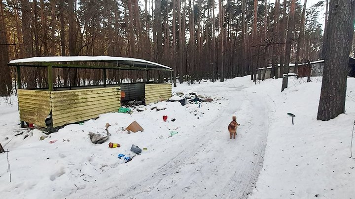 В Заречном лоси калечатся об осколки банок с испорченными соленьями