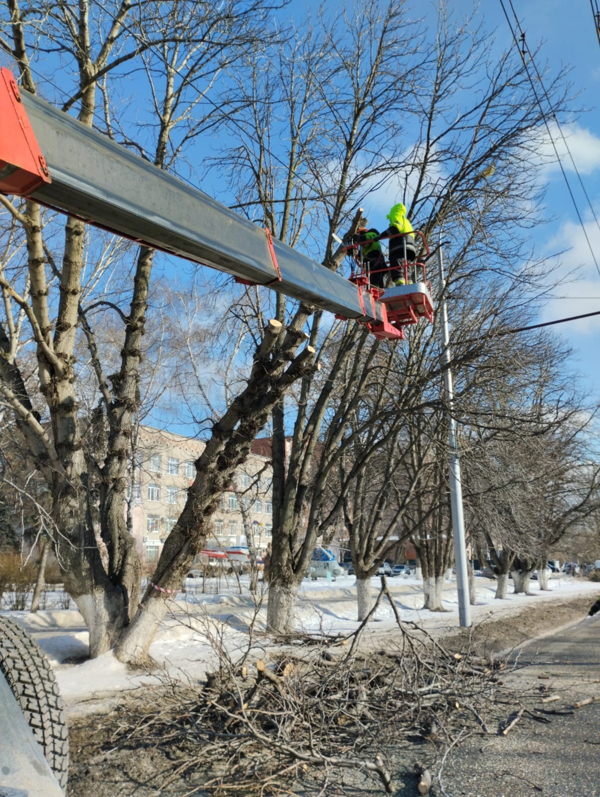 Пензенцам рассказали, кто принимает решения о вырубке деревьев в городе