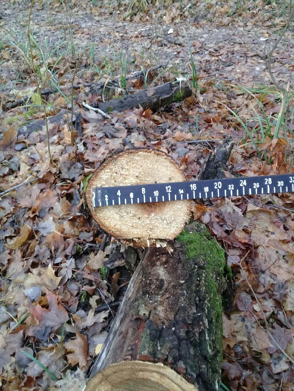 В Сосновоборском районе лесорубы уничтожили деревья стоимостью около 49 000 рублей