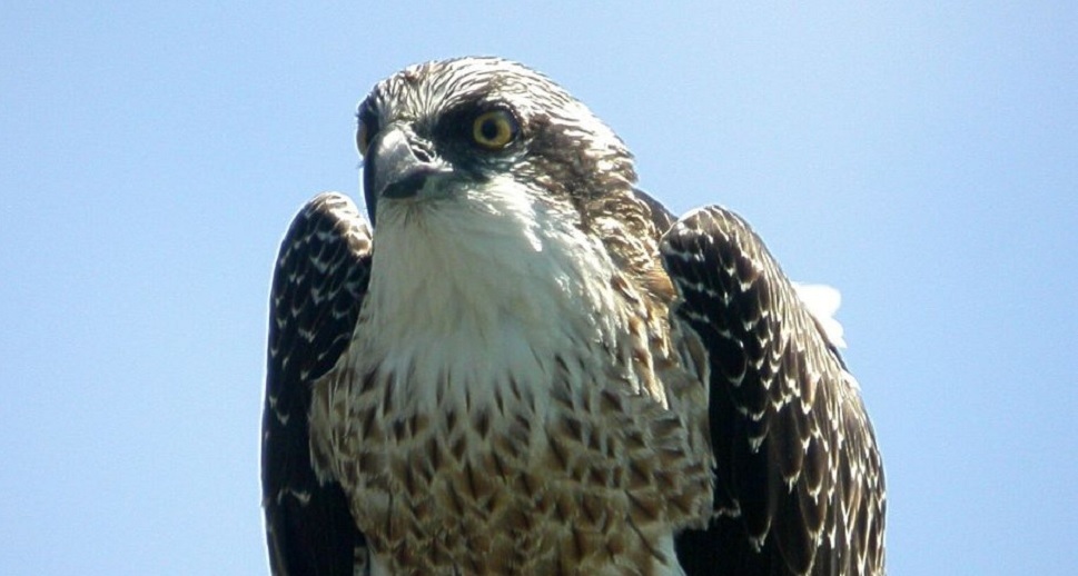 В Пензенском районе обнаружили гнездование редкой хищной птицы