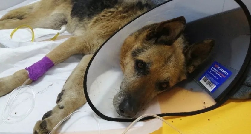 В Пензе зоозащитники спасли собаку, которую два раза переехали на автомобиле