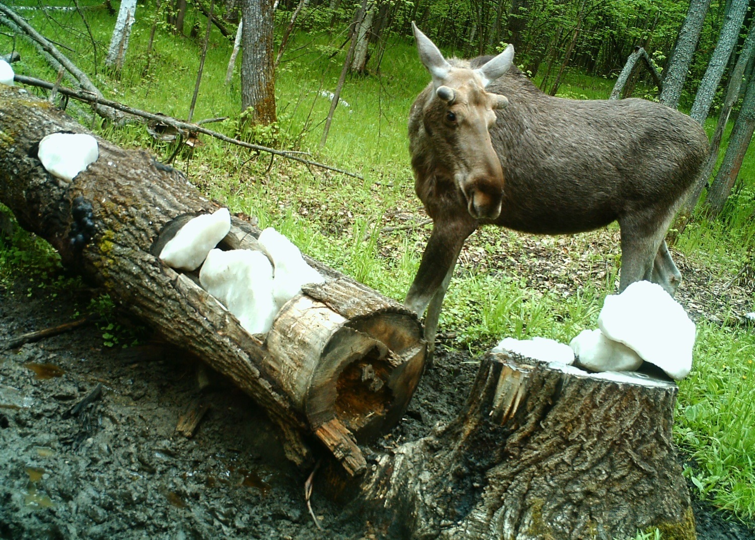 В Пензенской области выросло число диких животных