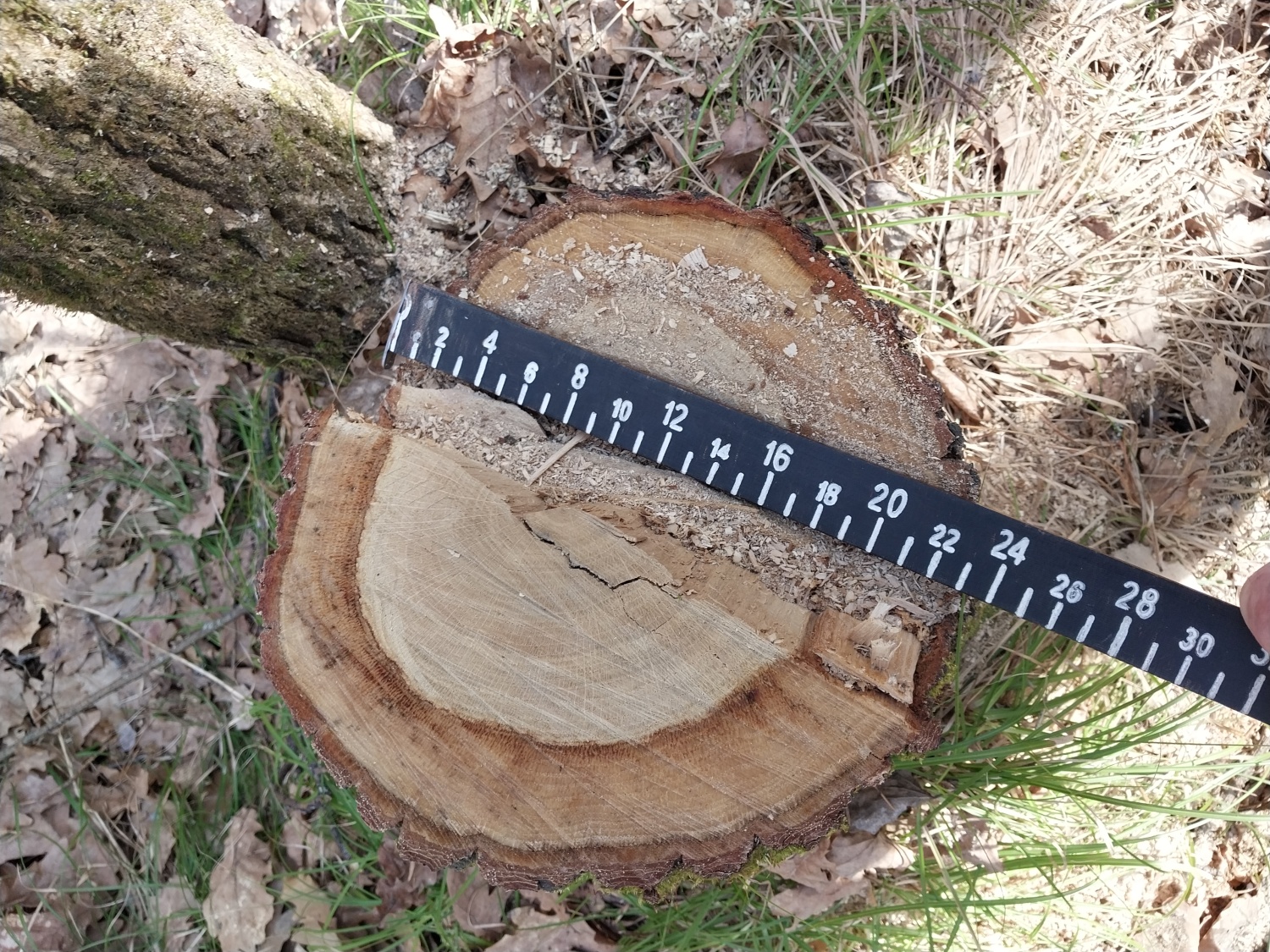 В Пензенской области лесоруб ответит за уничтожение дорогостоящего дуба