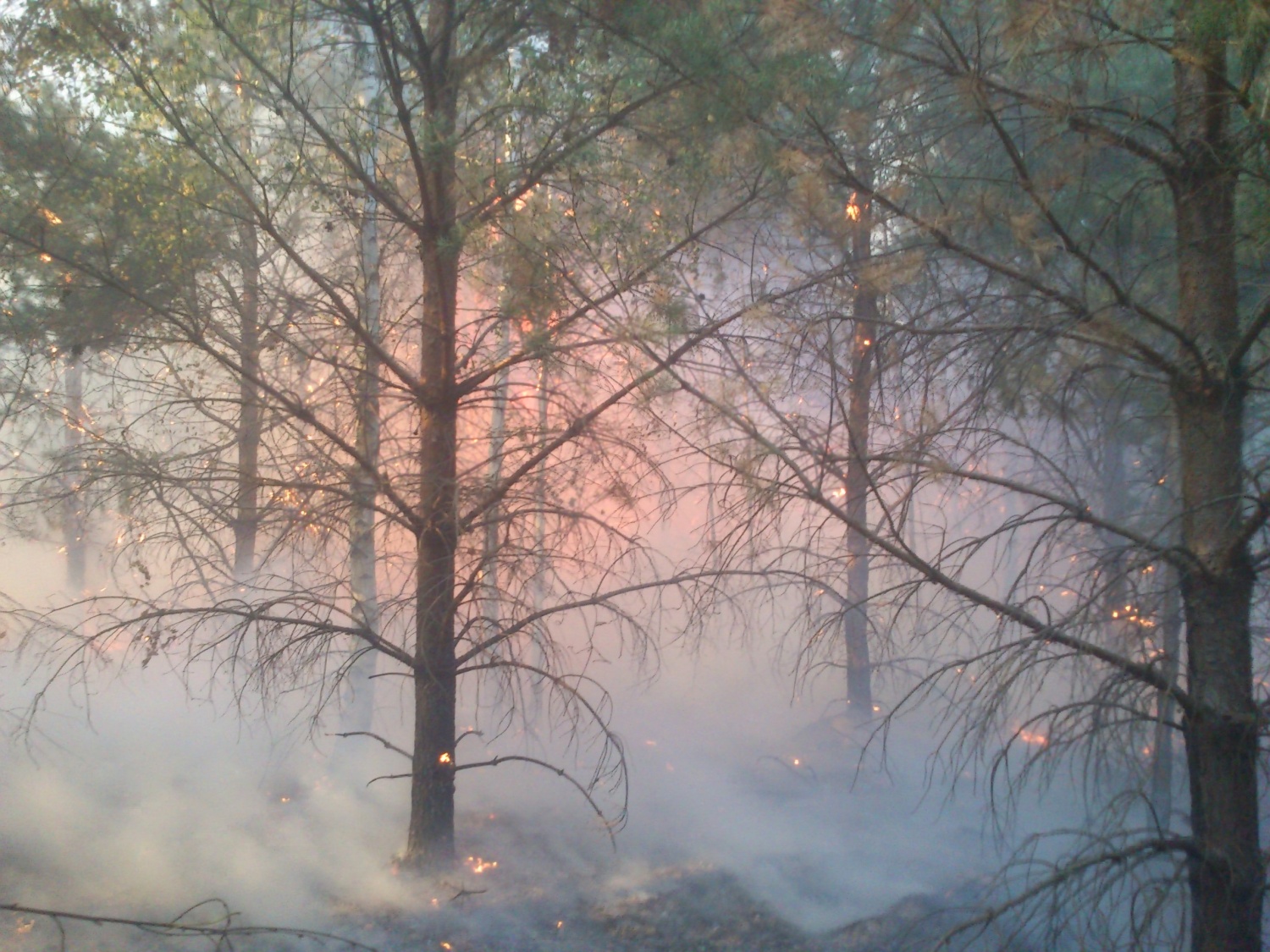 Под Пензой специалисты потушили еще один лесной пожар
