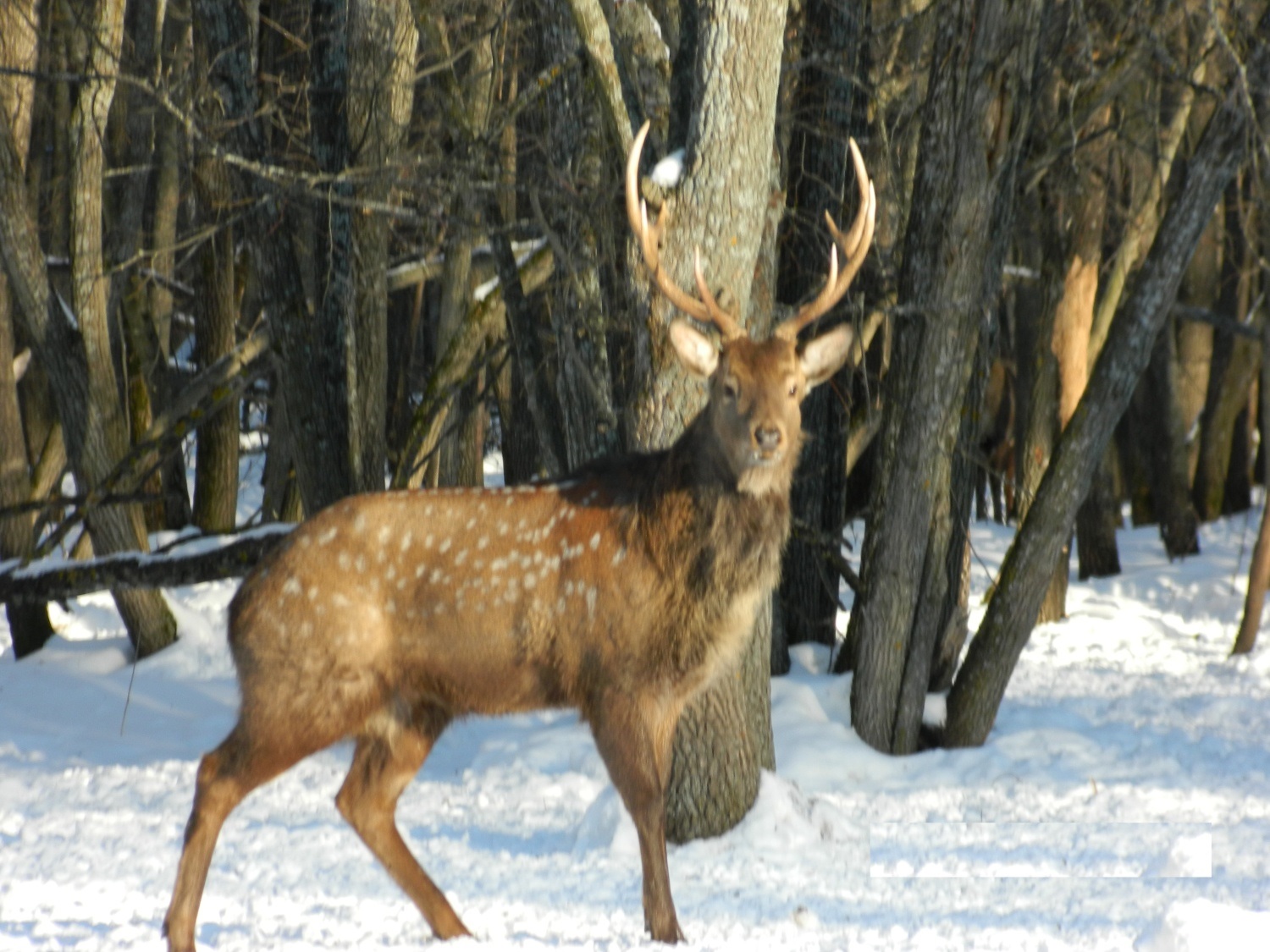 В Сердобском районе охотник 7 месяцев будет отрабатывать убийство оленя
