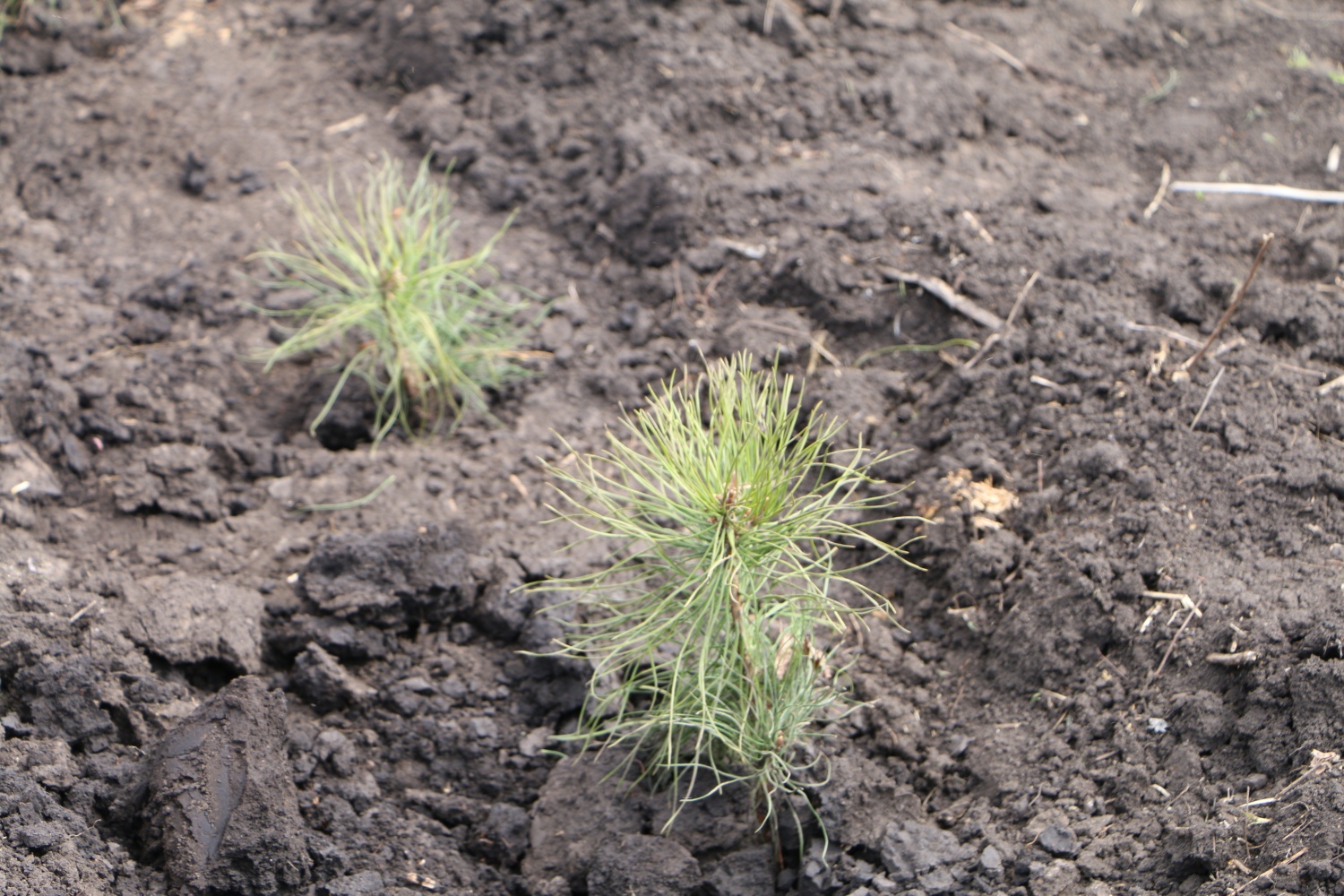 В Пензенской области лес восстановят на площади в 49 гектар