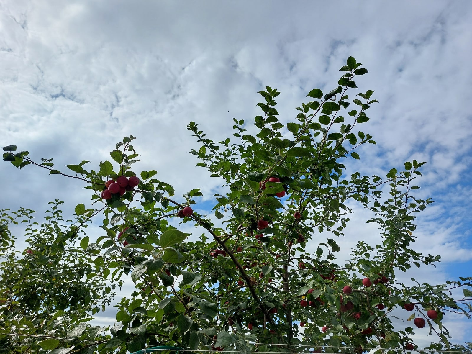 В Пензе деревьям проводят омолаживающие процедуры