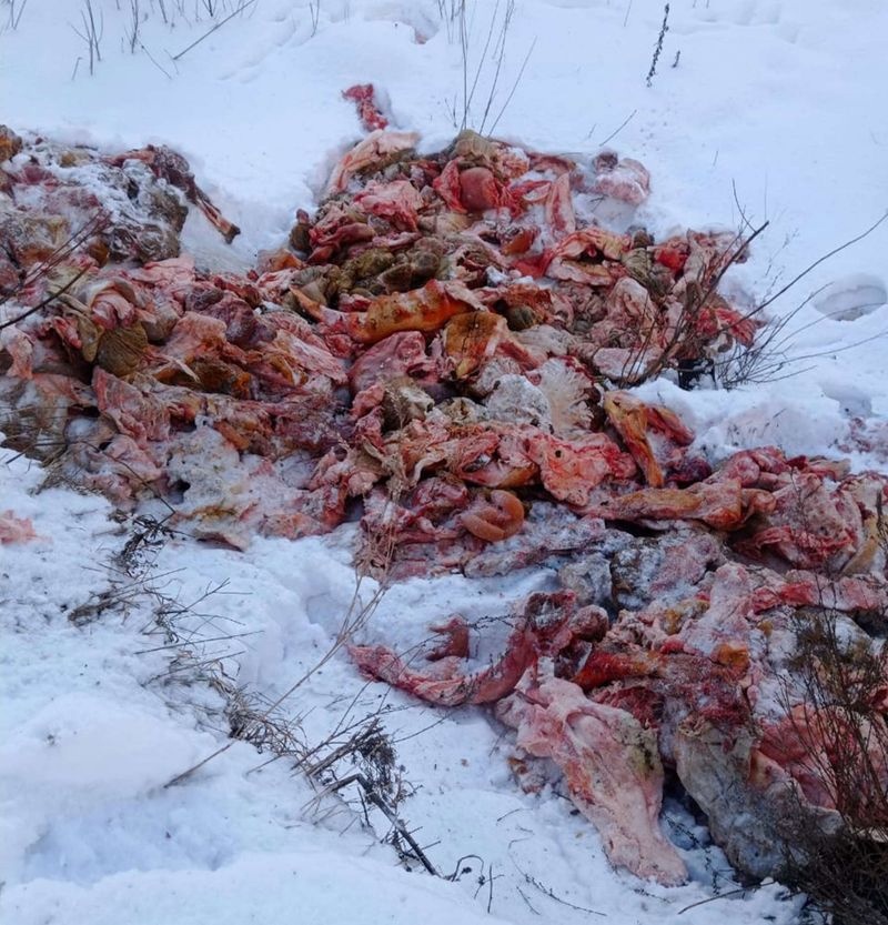 В Бессоновском районе бизнесмен выбросил внутренности свиней в лесу
