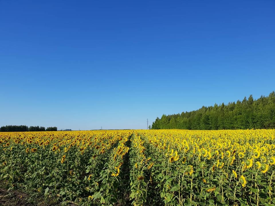 В Сердобском районе превзошли показатели проведения ярового сева