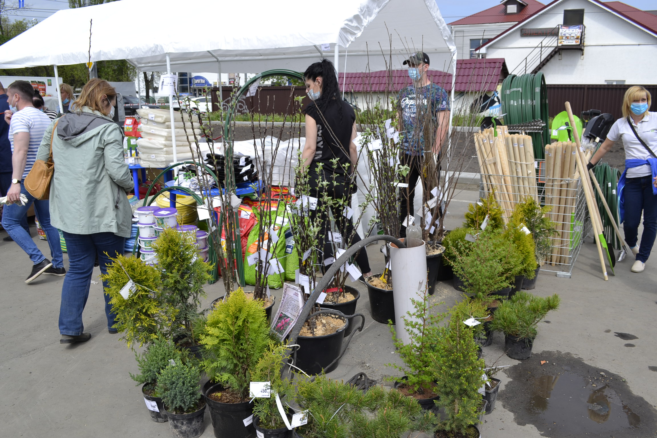 «Ослиные уши», «Папино угощенье»: пензенцам продавали незарегистрированные семена растений